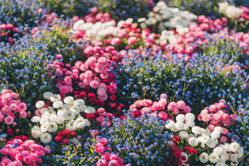 Wall Mural - Colorful flowerbed with mixed spring flowers