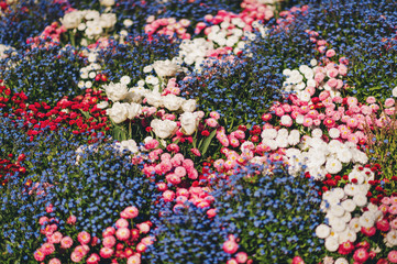 Wall Mural - Colorful flowerbed with mixed spring flowers