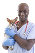 © JPC-PROD - portrait of a happy veterinarian holding in his arms a very cute Chihuahua dog on white