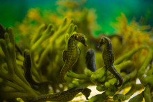 Close Up Image Of Seahorses In An Aquarium