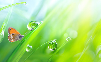 Beautiful large drops fresh morning dew macro in nature. Drops transparent water  on grass and  butterfly outdoors. Spring summer background with copy space.