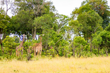 Sticker - Several Giraffes near Acacias in Masai Mara Park Kenya