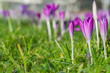 Violette Krokusse auf grüner Wiese im Frühling