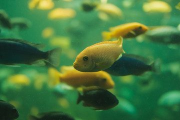 Close up view of a school of malawi cichlid in an aquarium