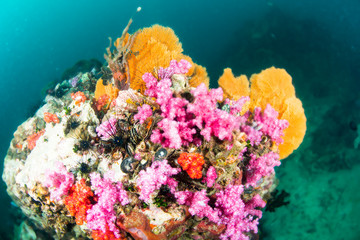 Wall Mural - Wonderful and beautiful underwater world with coral reef landscape background in the deep blue ocean with colorful fish and marine life