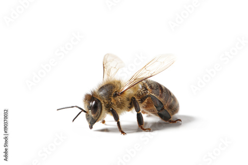 Plakat pszczoła na białym tle