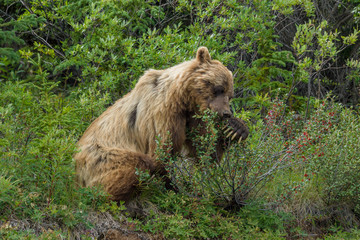 Wall Mural - old Grizzly bear feeding on berries, Kluane Nationalpark, Yukon, Kanada