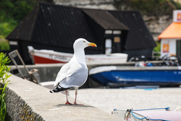 Wall Mural - seagull on the stone parapet of the city beach