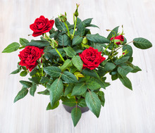 Bush With Fresh Red Rose Flowers In Pod On Table