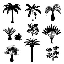 Tropical Palm Trees Set. Exotic Tropical Plants Illustration Of Jungle Nature