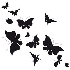 black butterfly, isolated on a white