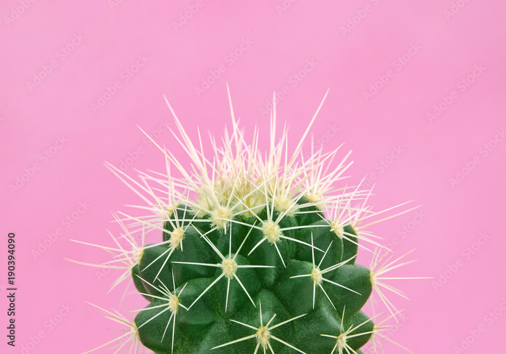 Tropical fashion cactus on pink paper background. Trendy minimal pop art  style and colors. Stock Photo | Adobe Stock