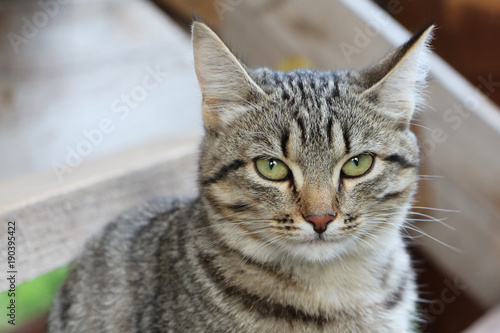 Fotomural Gray street cat against the background of wooden construction
