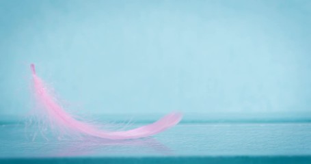 Sticker - Extremely close up a soft pink feather on blue background as dreamy ,softness , fresh and romance concept , 4K Dci resolution