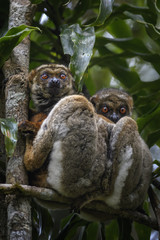 Wall Mural - eastern woolly lemur - avahi laniger, rain forest madagascar east coast. cute primate. madagascar en