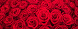 canvas print picture - Rote Rosen als Panorama Hintergrund