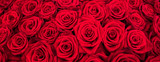 Fototapeta Fototapeta w kwiaty na ścianę - Rote Rosen als Panorama Hintergrund