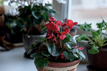 Poster - Beautiful pink or red cyclamen in a flower pot as home plant.