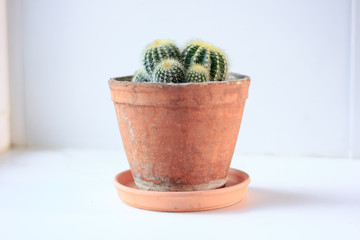 Poster - Green cactus in a clay pot over white background.