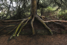 Exposed Sitka Spruce Tree Roots On Nurse Log, Kalaloch, Washington, Olympic National Park