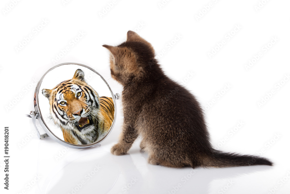 kitten with mirror on white background. kitten looks in a mirror reflection of a tiger - obrazy, fototapety, plakaty 