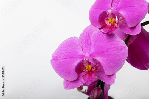 purpurowy-storczykowy-phalaenopsis-odizolowywajacy-na-bialym
