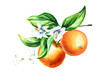 Orange branch with fruits flowers and leaves. Watercolor hand drawn illustration, isolated on white background