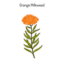 Orange Milkweed Asclepias Tuberosa , Medicinal Plant