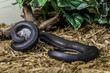 Mexican Black Kingsnake eating a mouse