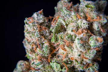 Cannabis Nug - Strain: Jack Herer