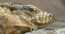 Collared Lizard Close Up