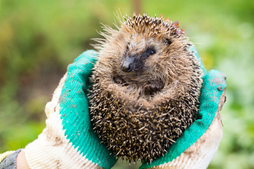 hedgehog in the hands