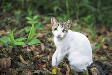 Wall Mural - A house cat sits on the jungle floor in Costa Rica.