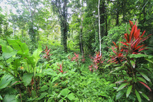 Bright Red Flowers Grow Among The Dense Tropical Jungle In Eastern Costa Rica.