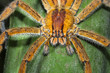 A brazilian wandering spider (Phoneutria sp.) waits in ambush on a leaf at night in Costa Rica.