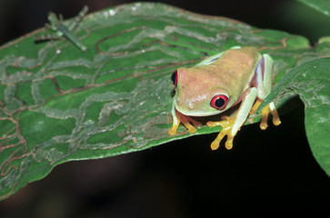 Wall Mural - A parachuting red-eyed leaf frog (Agalychnis saltator) sits on a leaf at night in Tortuguero National Park, Costa Rica.