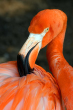 Flamingo Ruffling His Feathers