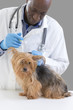 © JPC-PROD - Vet giving an injection to a Yorkshire terrier in front of white a background