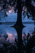 Symmetry View Of Silhouette Tree In Lake At Olympic National Park
