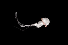 White Jellyfish Isolated On Black Background - Jellyfish