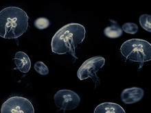  White Jellyfish On Black Background 