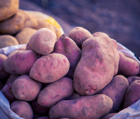 Wall Mural - Red potatoes at a market