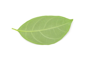 Wall Mural - Green leaf isolated on white background