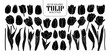 © Plawarn - Set of isolated silhouette Tulip in 30 styles. Cute hand drawn flower vector illustration in white outline and black plane.
