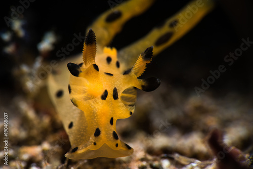 Thecacera Nudibranch Wallpaper Mural