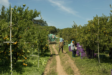 Wall Mural - Farmer harvesting oranges in an orange tree field inpickup truck