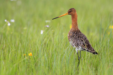 Wall Mural - Single Black-tailed Godwit bird on grassy wetlands during a spring nesting period