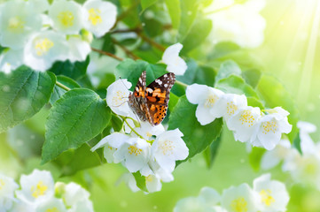 Poster -  Spring scene. Beautiful butterfly sits on lush jasmine flowers.