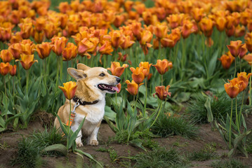 Corgi dog in tulip field