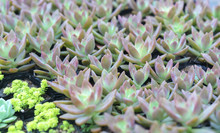 Succulent Flowerbeds Plant In The Garden. This Is A Species Of Cactus Family That Is Resistant To Extreme Weather And Is Decorated In The Home